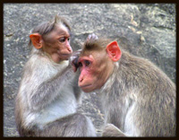 Social Monkeys